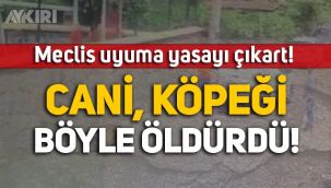 TBMM hayvan hakları yasasını çıkarmıyor! Kocaeli'de kurye, yerde yatan köpeği ezdi!