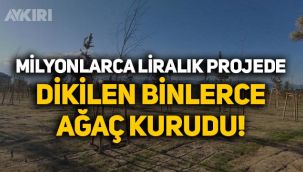 Milyonlarca liralık Şehir Hastanesi projesinde dikilen ağaçlar ve çimler kurudu!