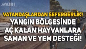 Vatandaş seferber oldu: Manavgat'ta yangından etkilenerek aç kalan hayvanlara yem ve saman yardımı!