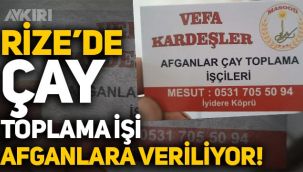 Rize'de çay toplama işi Afganlara verilmeye başlandı: Afganlar için kart bastırıldı!