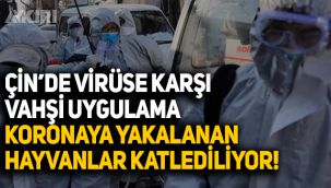 Çin'de koronaya yakalanan hayvanlar katledilmeye başlandı!