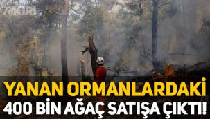 Orman yangınlarında yanan 404 bin ağaç satışa çıktı!