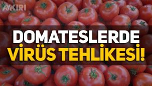 Türkiye'nin Rusya'ya sattığı domateslerde virüs, meyvelerde mantar çıktı!