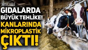 Hollanda'da çiftlik hayvanlarının kanında mikroplastik çıktı