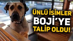 Aile aranan Boji'ye ünlü isimler talip oldu: Demet Akalın, İlker Ayrık