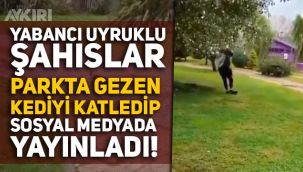 Yalova'da kediyi öldürüp o anları sosyal medyaya yayınlayan yabancı uyruklu şahıslar infial yarattı