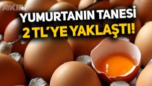 Yumurta fiyatları 2 liraya yaklaştı