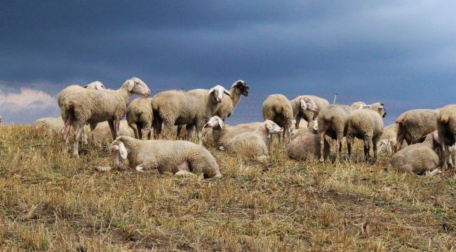 Eskişehir'deki çoban kadın ilişkisi 3 koyuna mâl oldu