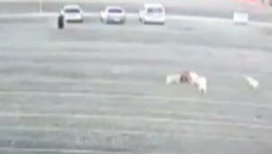 Küçük çocuğa sahipsiz köpekler saldırdı, yoldan geçen kadın son anda kurtardı