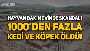 Hayvan bakımevinde skandal: 4 ayda 1000'den fazla kedi ve köpek öldü
