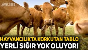 Hayvancılıkta korkutan tablo: Yerli sığır yok oluyor