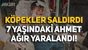 Mardin'de köpeklerin saldırısına uğrayan 7 yaşındaki Ahmet Dal'ın durumu kritik!