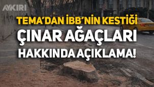 TEMA'dan İBB'nin kestiği çınar ağaçları hakkında açıklama geldi