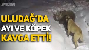 Bursa'da ayı ve köpeğin ilginç kavgası