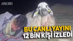 Çoban uyudu, 12 bin kişi canlı yayında koyunu izledi!