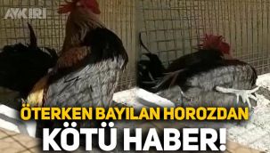 Öterken bayılan horoz olarak tanınmıştı: Kötü haber geldi