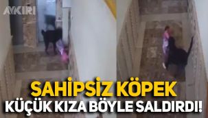 Şırnak'ta sahipsiz köpeğin görüntüleri sosyal medyanın gündeminde