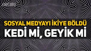 Sosyal medyada gündem olan görüntü: Kedi mi görüyorsunuz geyik mi?