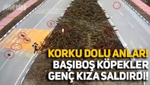 Üniversite öğrencisi genç kıza köpekler saldırdı