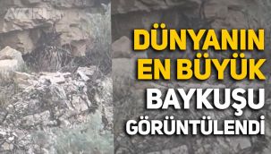 Dünyanın en büyük baykuşu Puhu ilk kez görüntülendi!
