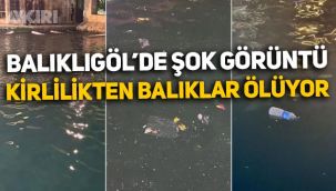 Dünyanın tek doğal akvaryumu olan Şanlıurfa Balıklıgöl'de korkunç görüntüler!