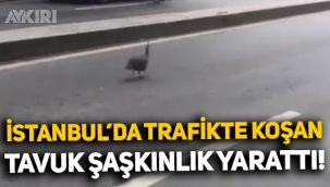İstanbul'da yolun ortasında koşan tavuğun görüntüsü dikkat çekti