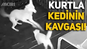Kurtla kavga eden kedinin mücadelesi kameralara böyle yansıdı