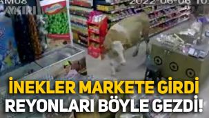 Markete giren iki inek, müşteri gibi reyonlar arasında gezdi
