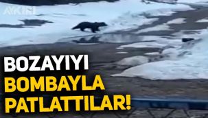 Rusya'da şaşkına çeviren olay: Bozayıyı bombayla patlattılar