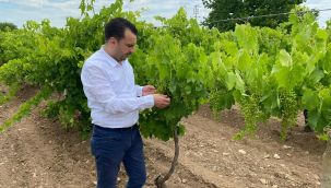 Üzüm üreticisi isyan etti: 