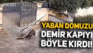 Yaban domuzunun demir kapıyı kırıp geçtiği anlar böyle görüntülendi
