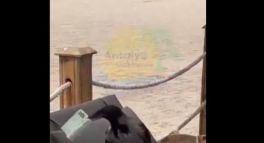 Antalya'da bir karga turistlerin çantasından 100 Euro çaldı: O anlar böyle kaydedildi
