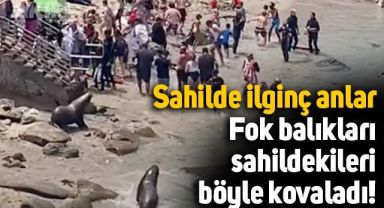 Fok balıkları, sahilde güneşlenenleri böyle kovaladı