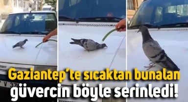 Gaziantep'te sıcaktan bunalan güvercinin serinlediği anların görüntüsü