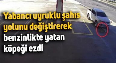 Yalova'da yabancı uyruklu şahıs yolunu değiştirerek köpeği ezdi, 2 bin TL cezayla serbest kaldı