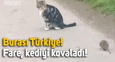 Afyonkarahisar'da fare kediyi kovaladı, o anlar milyonlarca kez izlendi