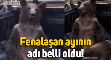 Bal yediği için fenalaşan ayının adı 'Balkız' oldu