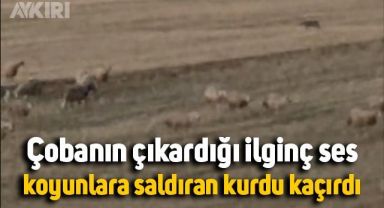 Çobanın çıkardığı ilginç ses, koyun sürüsüne saldıran kurdu kaçırdı