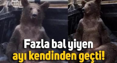 Düzce'de fazla bal yiyen ayı fenalaştı: Kendinden geçen ayının o halleri kameraya yansıdı