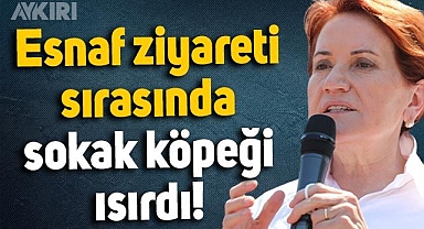Esnaf ziyareti sırasında Meral Akşener'i sokak köpeği ısırdı: Sağlık durumu nasıl?