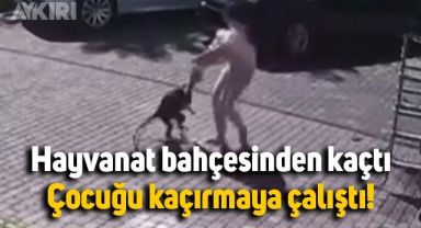 Hayvanat bahçesinden kaçan maymun, küçük çocuğu kaçırmaya çalıştı