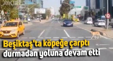 İstanbul Beşiktaş'ta köpeğe çarptı, durmadan yoluna devam etti