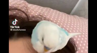 Kafesinde durman istemeyen muhabbet kuşu ile sahibinin komik kavgası: 'Yatmıcam işte'