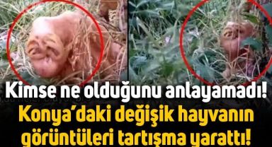 Konya'da görülen değişik hayvan şaşkınlık yarattı, kimse ne olduğunu anlayamadı