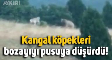 Sivas'ta kangal köpekleri, bozayıyı pusuya düşürdü: O anlar kamerada!