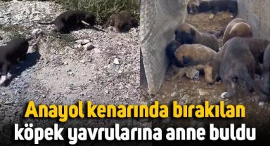 Anayol kenarına bırakılan köpek yavrularını sahiplendi, anne buldu