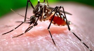 Batı Nil Virüsü alarmı! Rakamlar ürkütüyor