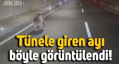 Gümüşhane'de tünele giren ayı sürücüler tarafından görüntülendi