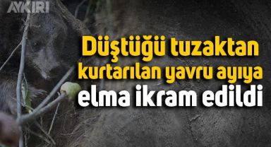 Kapana yakalanan ayının kurtarılma anları