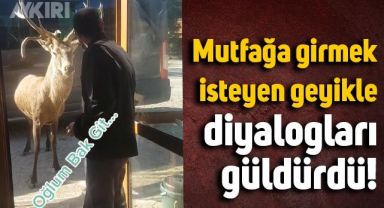 Manisa'da restorana girmek isteyen geyiği böyle ikna ettiler